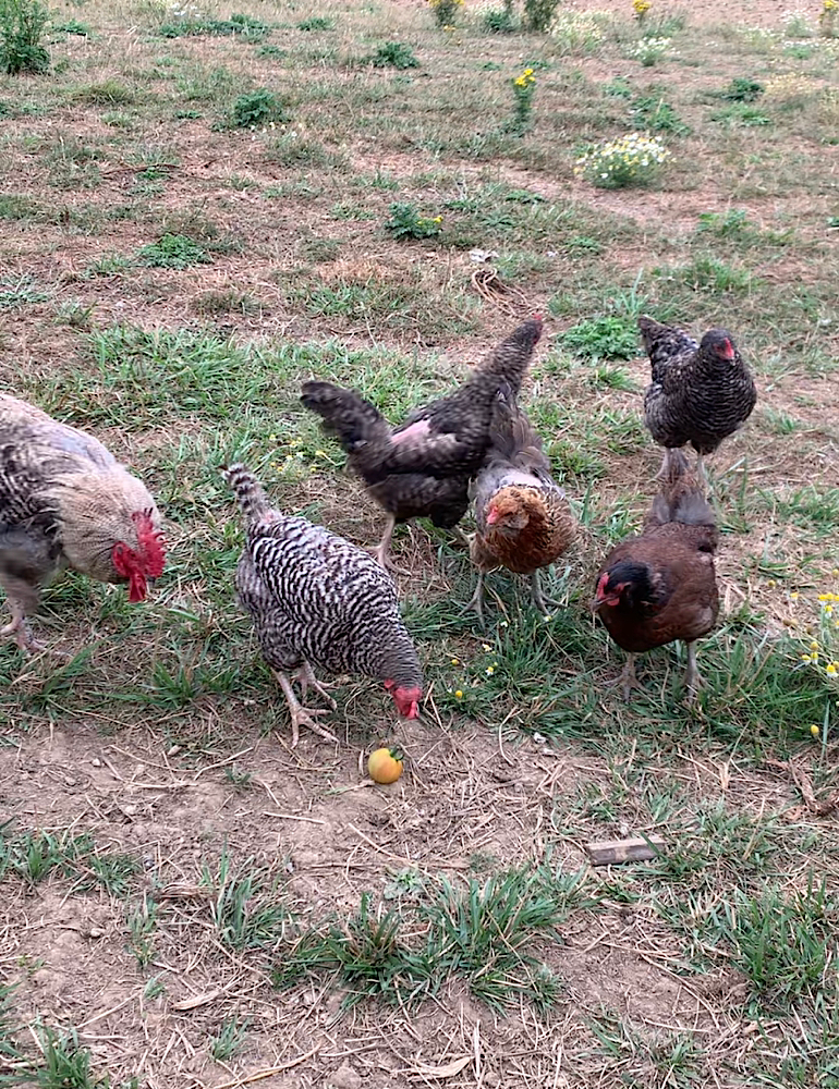 Chickens in the field