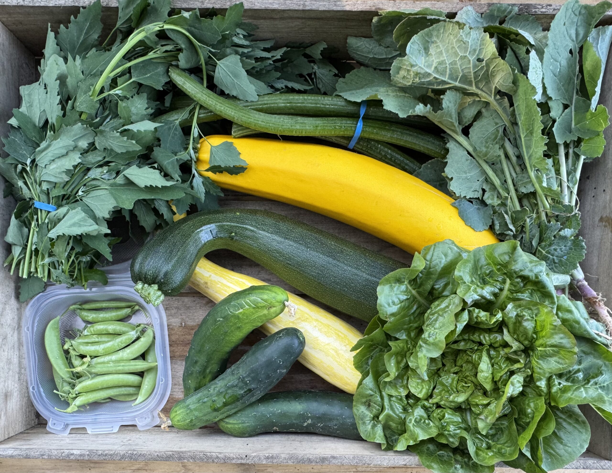 CSA box filled with fresh vegetables including Baby Rutabaga Greens, Cucumbers, Lambsquarter, Lettuce, Sugar Snap Peas, Summer Squash, and tender Squash Stems arranged neatly.