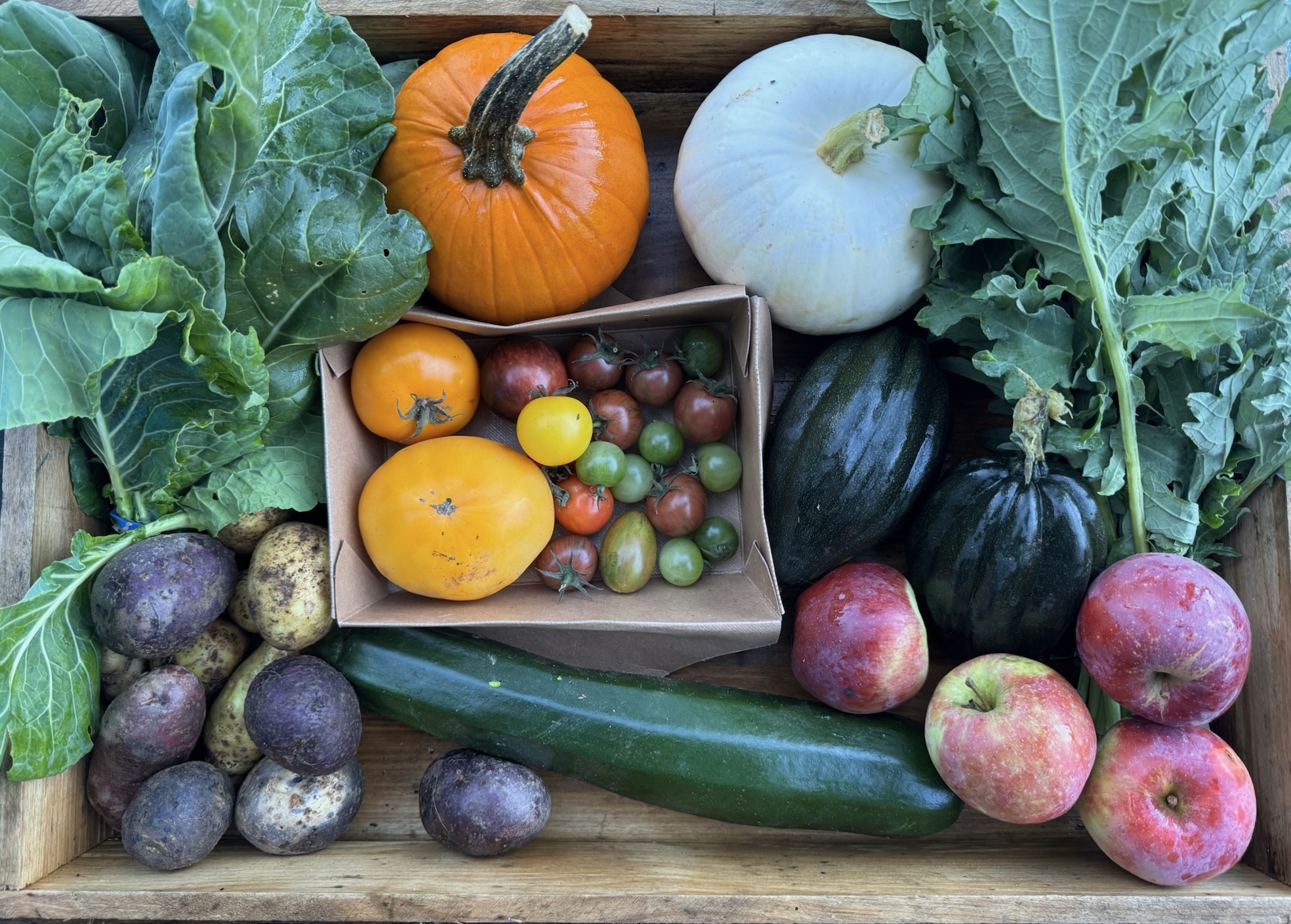 CSA box featuring Acorn Squash, Collard Greens, Heirloom Tomatoes, Liberty Apples, Potatoes, Red Russian Kale, Summer Squash, and Winter Luxury Pumpkin, fresh from the farm and perfect for fall meals.