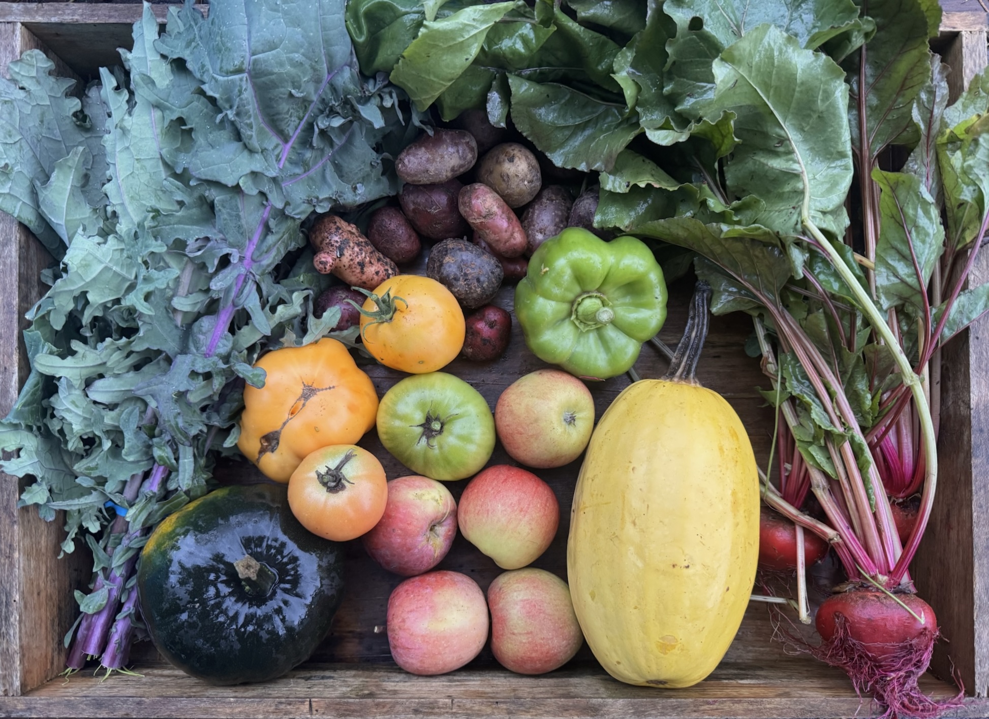 CSA box featuring Bell Peppers, Black Bear Pumpkin, Heirloom Tomatoes, Chioggia Guardsmark Beets, Liberty Apples, Potatoes, Red Delicious Apple, Red Russian Kale, and Spaghetti Squash, freshly picked and ready for hearty seasonal meals.