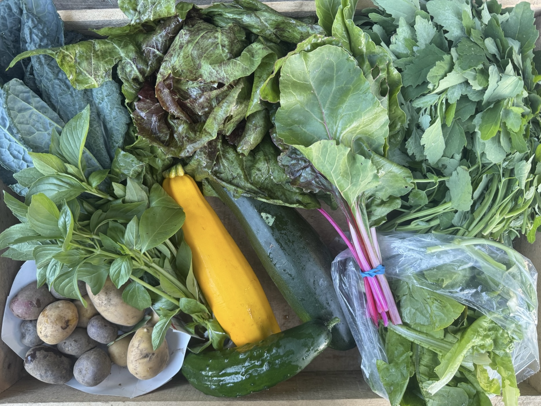 CSA box featuring Lemon Basil, Black Magic Kale, Cucumbers, Lambsquarter, Potatoes, Radicchio, Rainbow Chard, Salad Mix, and Summer Squash, freshly harvested and bursting with seasonal flavor.