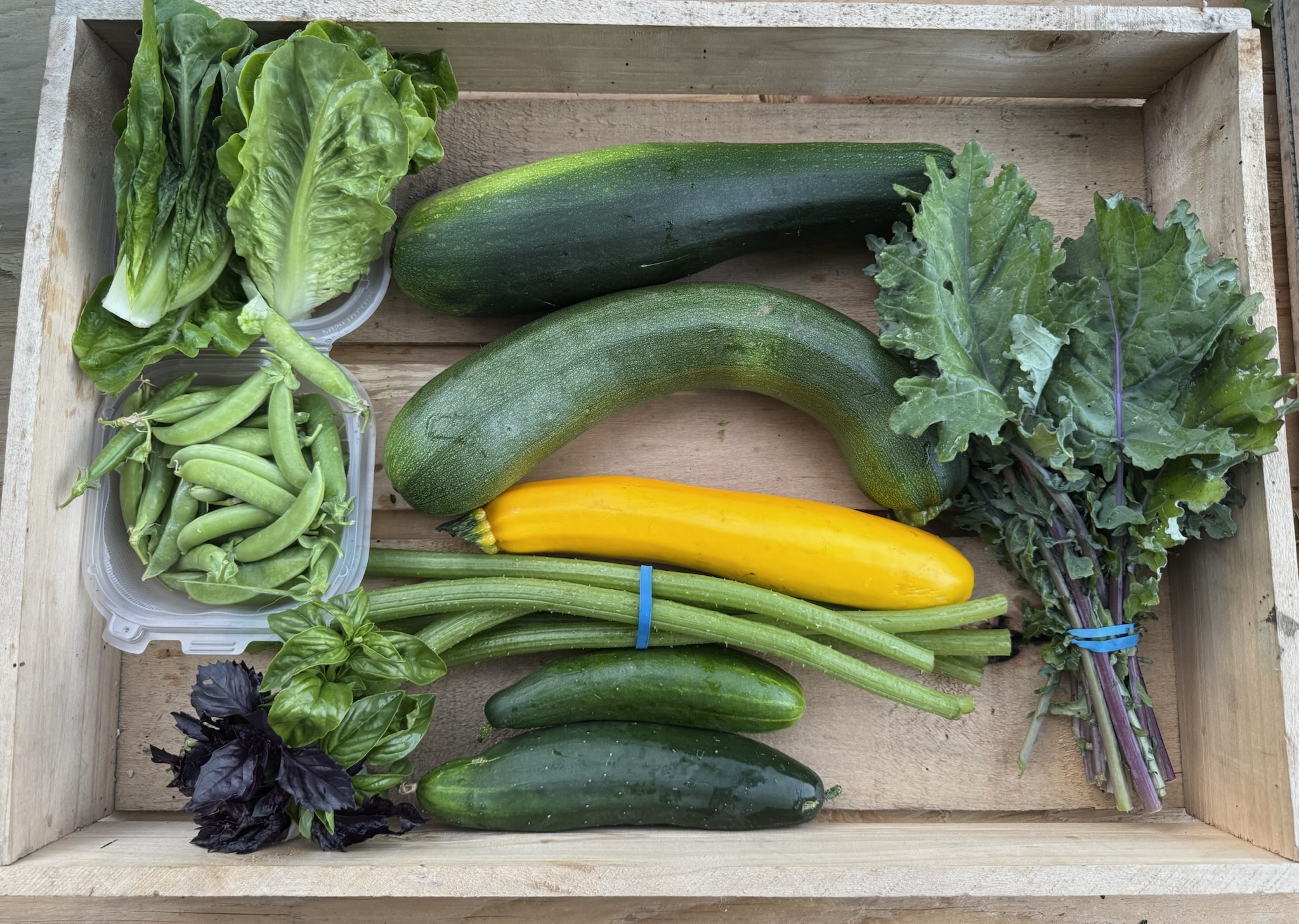 CSA box filled with fresh vegetables including Basil Mix, Cucumbers, Lettuce, Red Russian Kale, Sugar Snap Peas, Summer Squash, and tender Squash Stems arranged neatly.