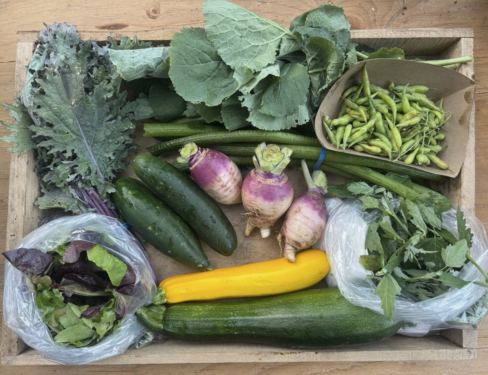 CSA box filled with Cucumbers, Kale Mix, Lambsquarter, Radish Pods, Rutabaga with Greens, Salad Mix, Summer Squash, and Squash Stems, freshly harvested and arranged.
