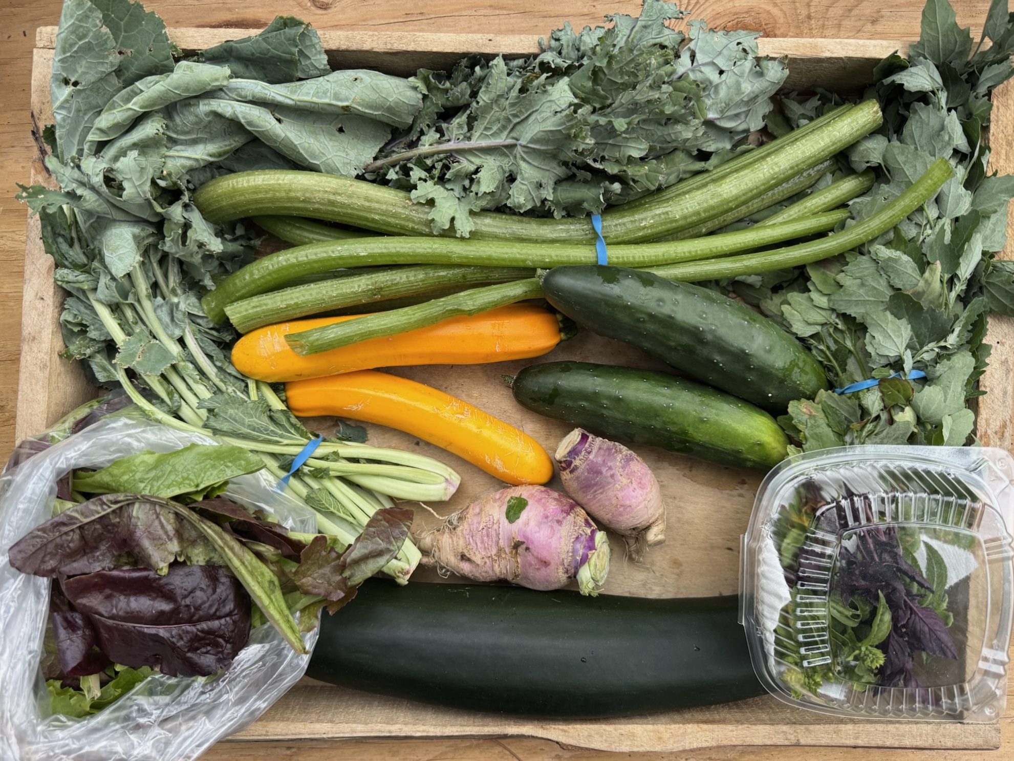 CSA box featuring Basil Mix, Cucumbers, Lambsquarter, Red Russian Kale, Rutabaga with Greens, Salad Mix, Summer Squash, and Squash Stems, freshly picked and beautifully arranged.